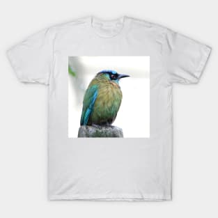 Blue-crowned Motmot T-Shirt